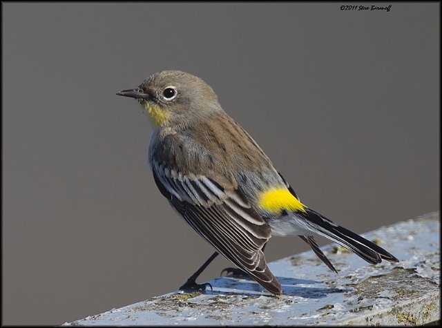 _1SB9432 audubons warbler.jpg